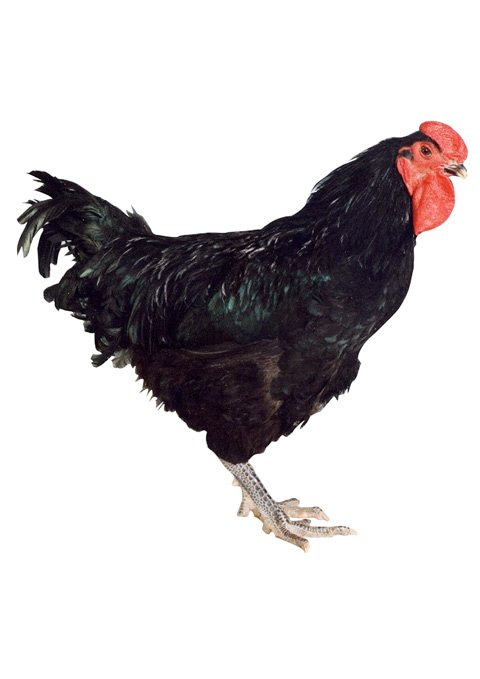 Coq S66