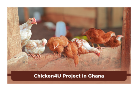 ARTICLE GHANA CHICKEN 4U