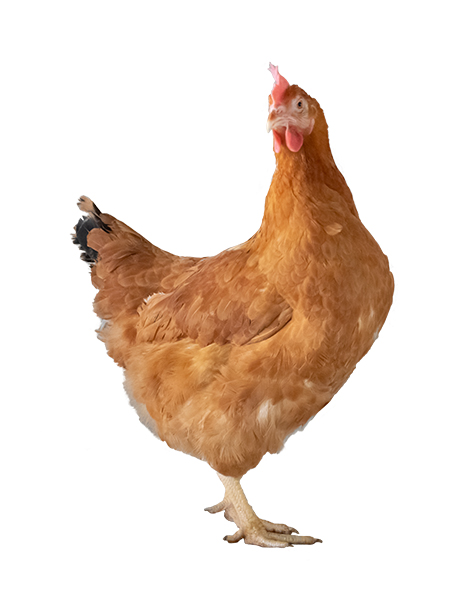 Génétique : Hubbard lance la nouvelle souche de poulet Redbro